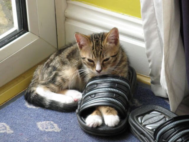 足球梯队建立科学成长监测机制助力发展,足球梯队建设方案