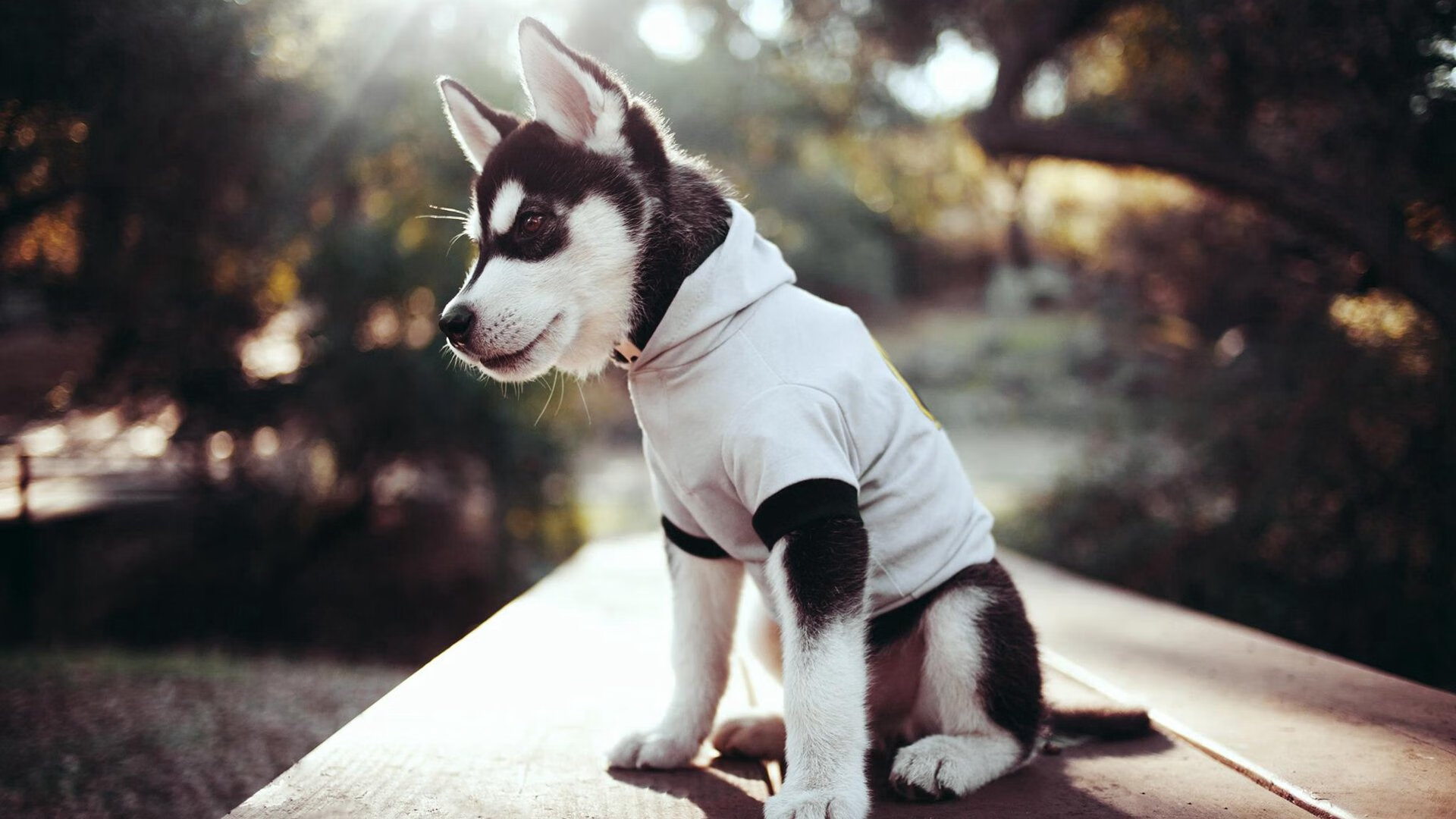 足球梯队建立科学成长监测机制助力发展,足球梯队建设方案