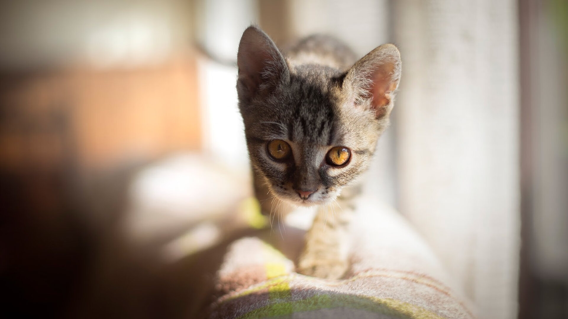 乔纳·隆戈:全黑队的“恐怖边锋”,橄榄球场上的绝对主宰