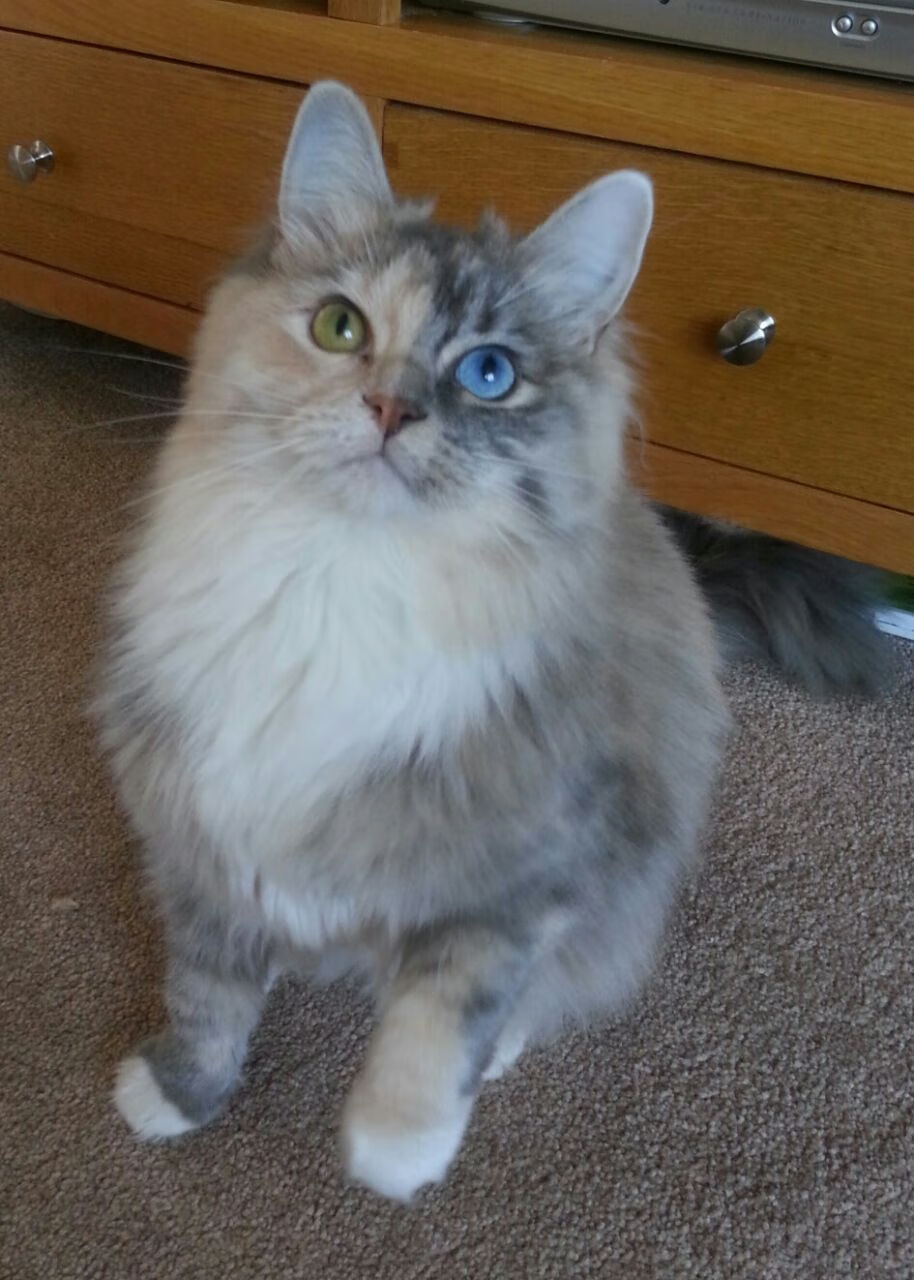 乐鱼体育app网址-仰泳预赛突尼斯稳定晋级，仰泳国际比赛视频