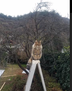 克莱尔·柯尔赞决赛发挥获媒体关注,克莱尔库赞