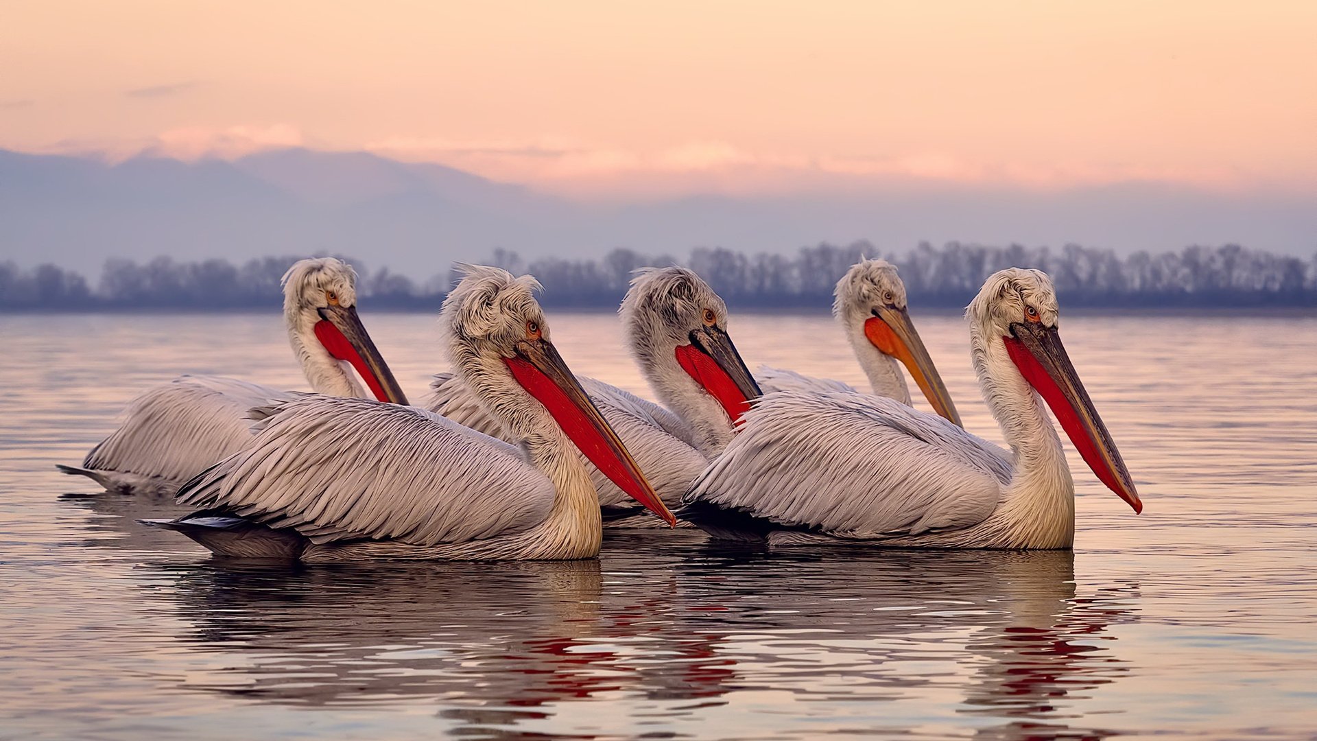 凯尔特人队医更新球员伤情恢复报告,凯尔特人伤员名单